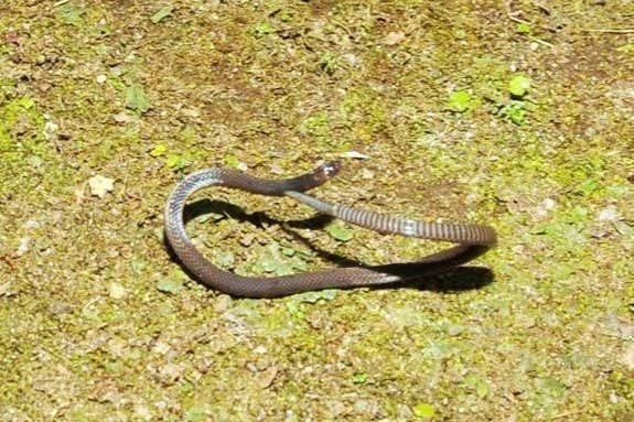 930627 - Dream About Snake Rolling – Symbolism and Significance