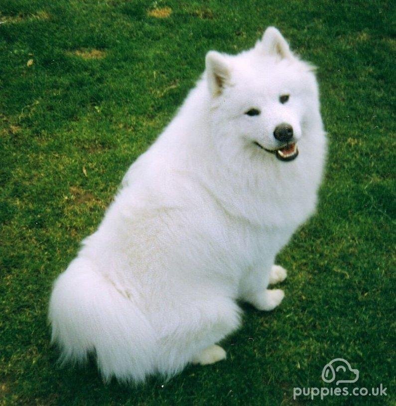 95 h c - Dream About White Dog – Hidden Messages and Insights