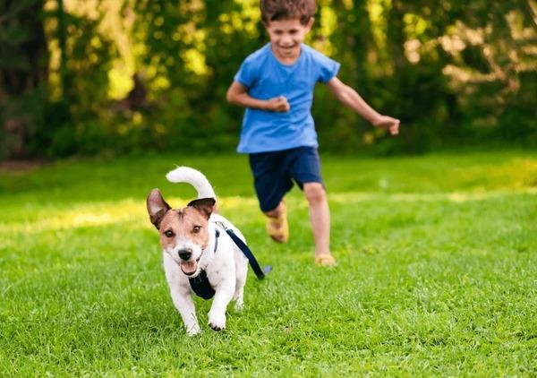 961976 - Dream About Chasing A Dog – Symbolism and Significance