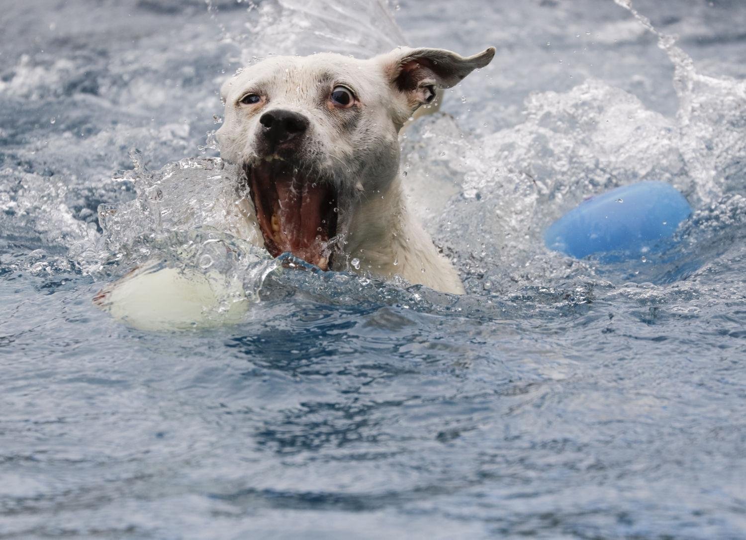 979581.jpg670a4d9c4063b - Dream About Your Dog Drowning – Hidden Messages and Insights