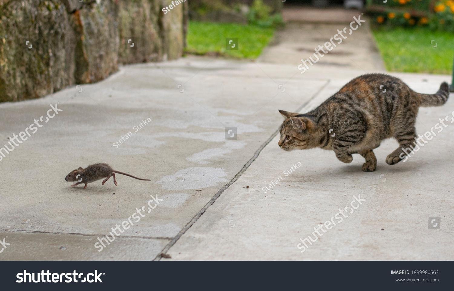 980563 - Dream About Cat Catching Mouse – What It Could Indicate