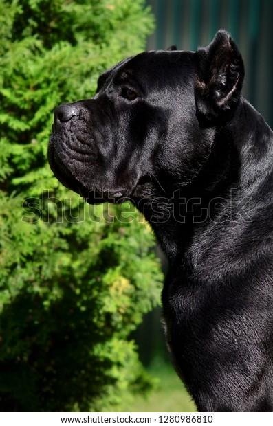 986810 - Dream About Big Black Dog Islam – Symbolism and Significance