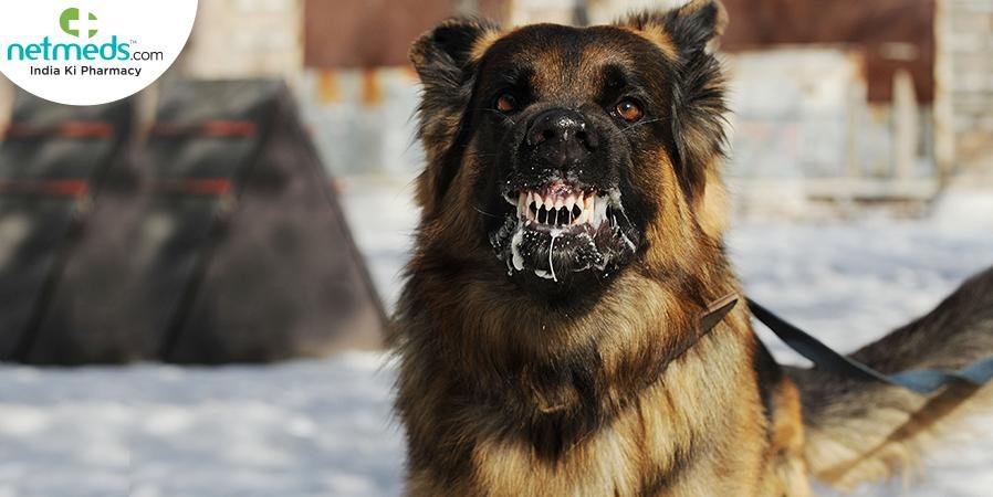 98x450 - Dream About Rabid Dog – Decoding the Message
