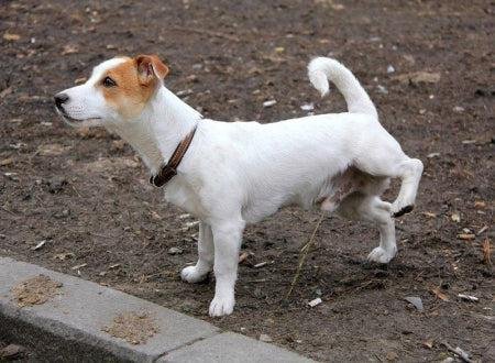 994ca8.jpg6717c30a3a0af - Dream About Dog Peeing On The Floor – Exploring the Meaning