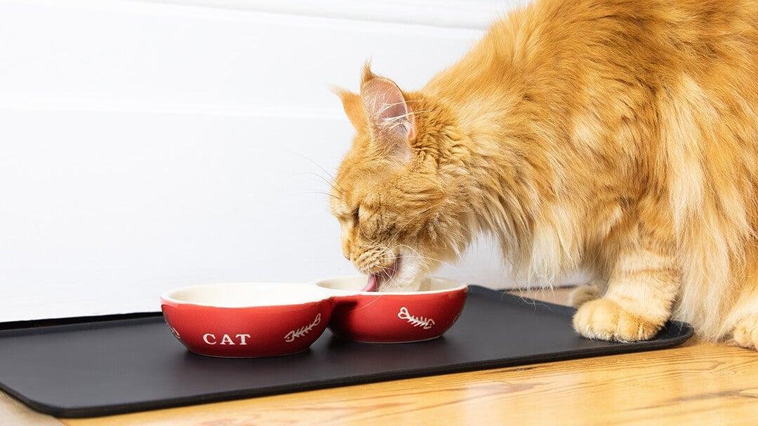 ASER 1 - Dream About Cat Eating My Food – Exploring the Meaning