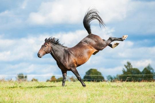 Aajmmr.jpg6701b95c887f6 - Dream About A Horse Kick – Exploring the Meaning