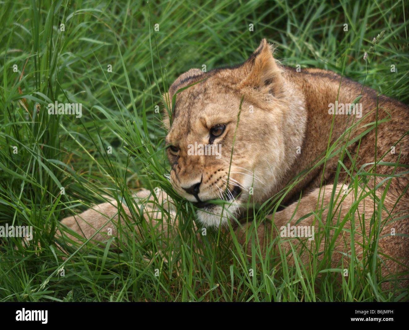 B6JMFH - Dreaming About Lion Eating Grass – Decoding the Message