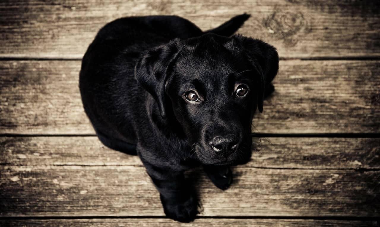 CKDOG2 - Dream About 2 Black Dogs – Decoding the Message