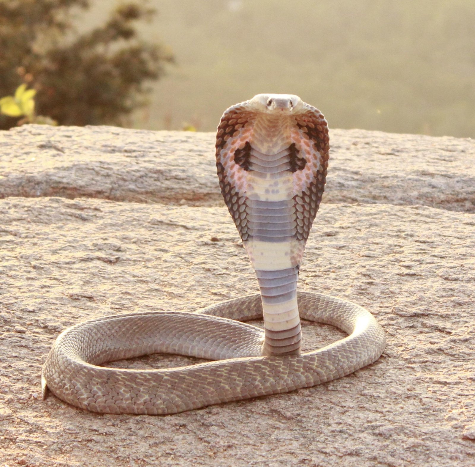 C crop - Dream About Killing Cobra Snake – What It Could Indicate