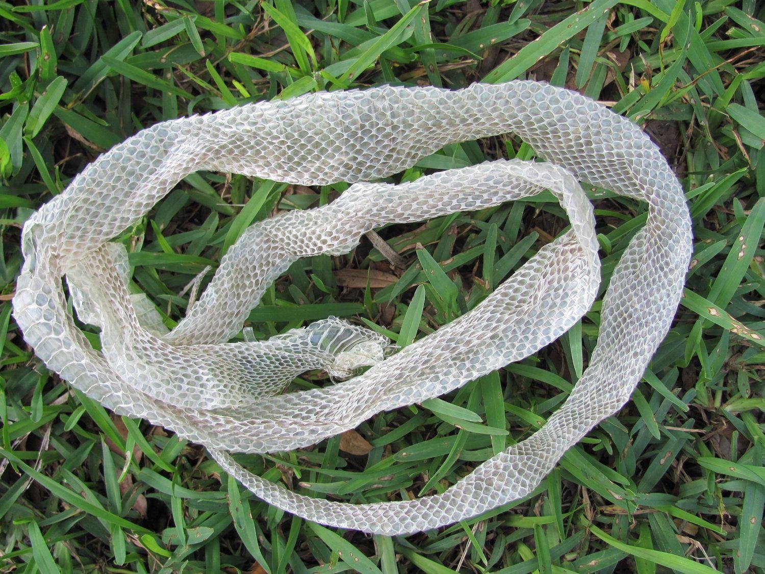 E SKIN - Dream About Snake Shedding Skin – Hidden Messages and Insights