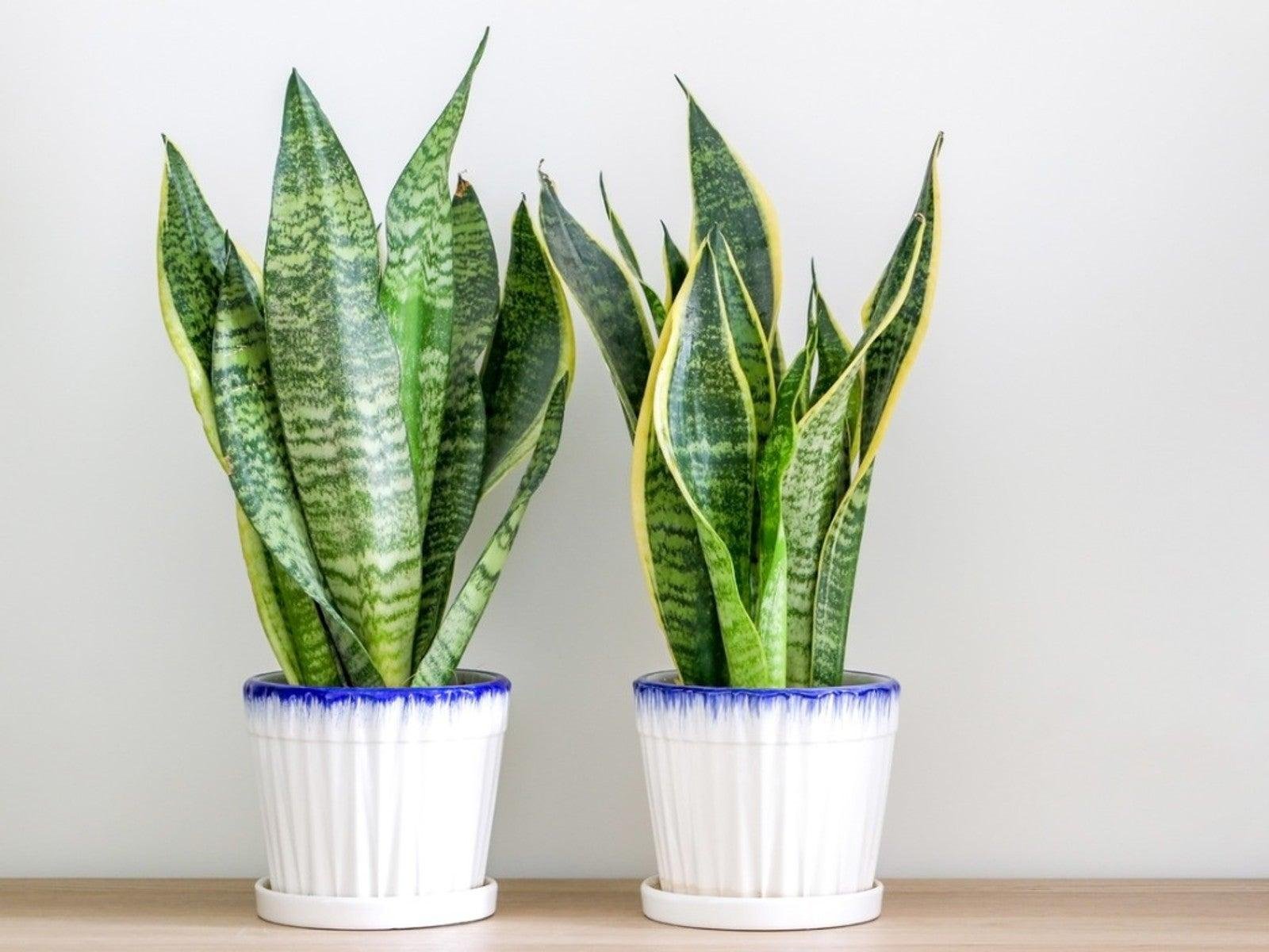 EE5Wu9 - Dream About Snake Plant – Exploring the Meaning