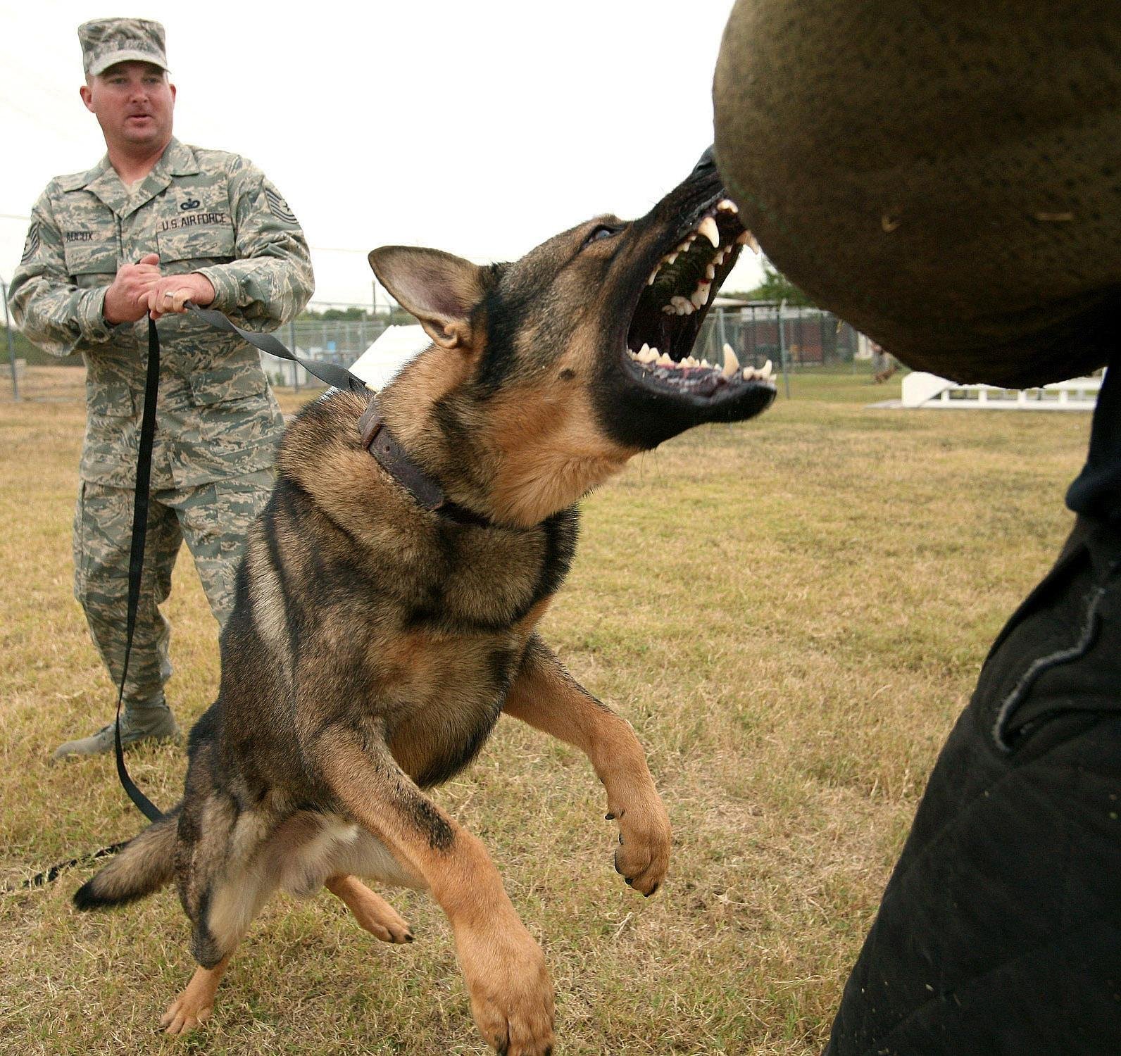 F 2529 - Dream About Dog Attacking Me – Decoding the Message
