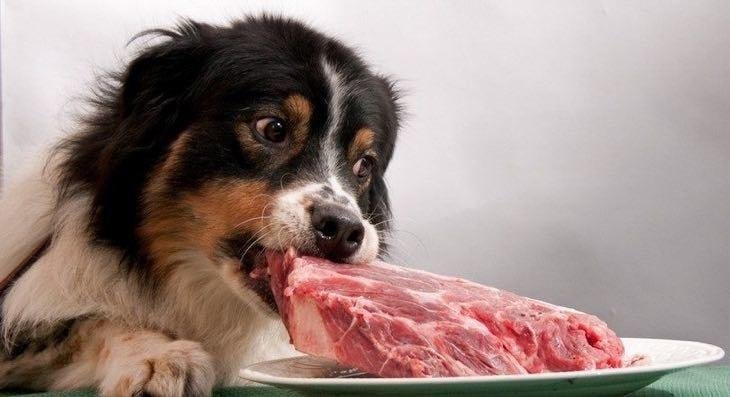 Fzth5f - Dream About Dog Eating Meat – Decoding the Message
