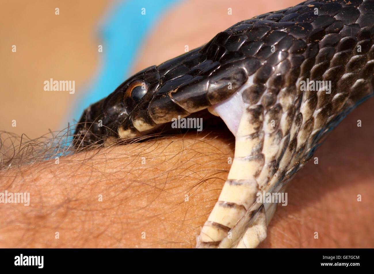 GE7GCM - Dream About Snake Biting Hand – Hidden Messages and Insights