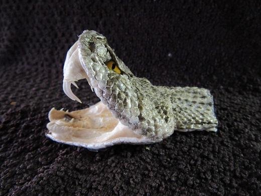 G 0387 - Dream About Seeing Dead Snake – Causes and Interpretations