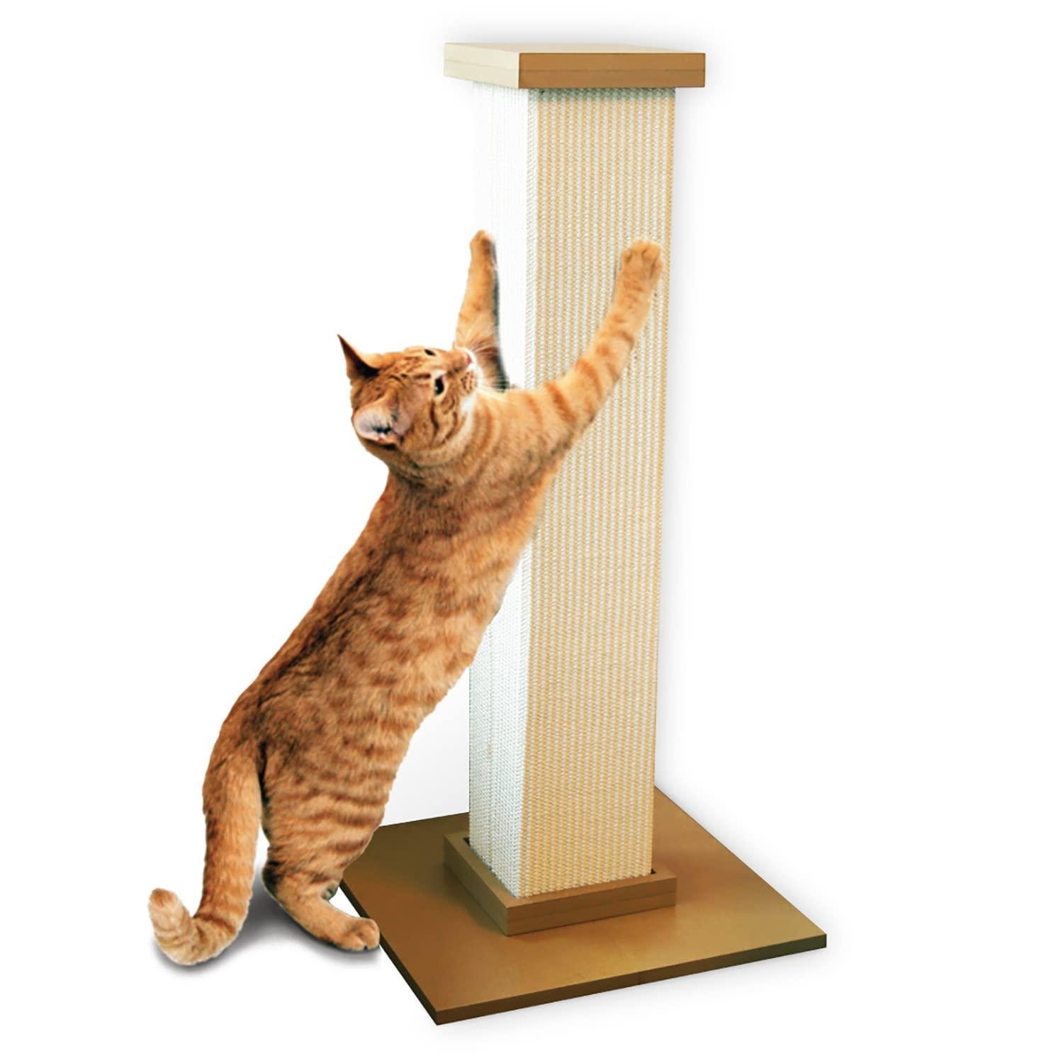 H5NpzL.jpg6710a2f468909 - Dream About Cat Scratching You – Spiritual and Psychological Insights