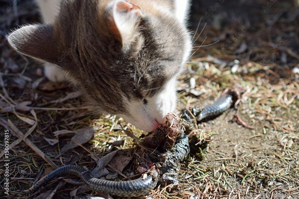HgqjIB - Dream About Snake Eating Cat – Causes and Interpretations