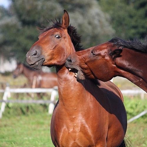 Horses - Dream About Horse Biting Me – What It Could Indicate