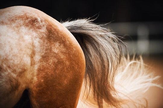 InD6sl.jpg67044b0e03993 - Dream About Horse Tail – Spiritual and Psychological Insights