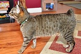 Kitten - Dream About Cat With Tail Cut Off – Spiritual and Psychological Insights