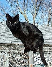 Lilith.jpg67033d0fbde4f - Dream About Black Cat With Green Eyes – Hidden Messages and Insights