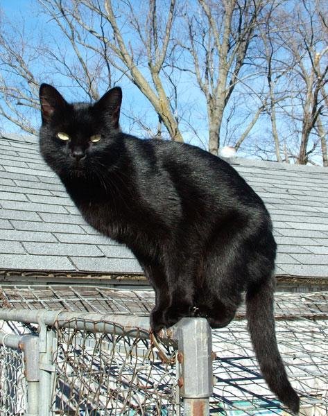 Lilith.jpg670e0c87865d0 - Dream About 2 Black Cats – Spiritual and Psychological Insights