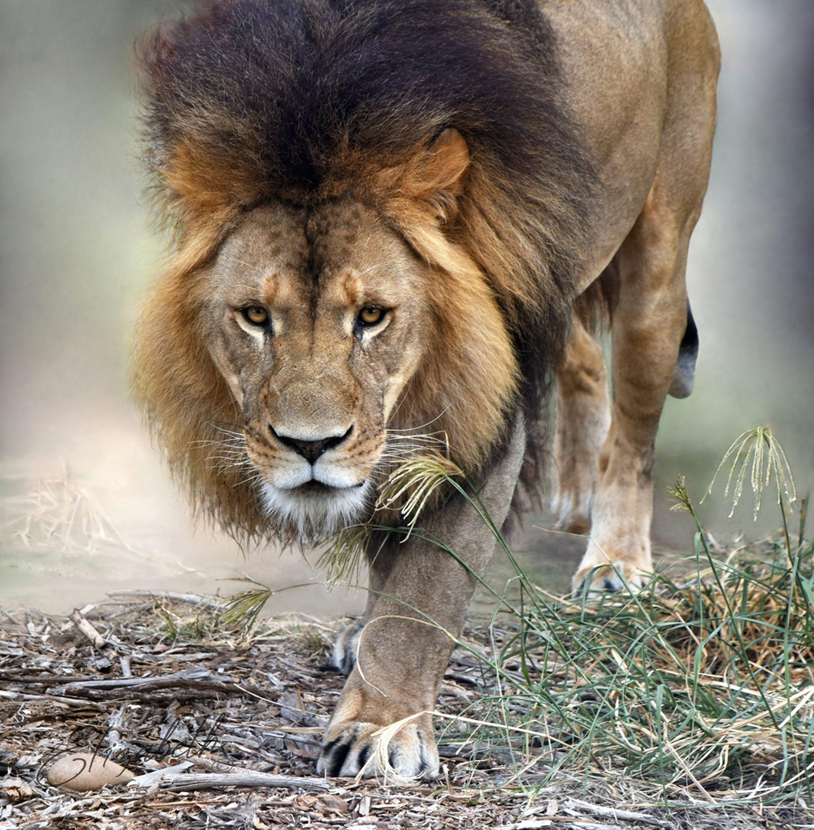Lion 2 - Dream About A Lion Stalking Me – Analysis and Explanation