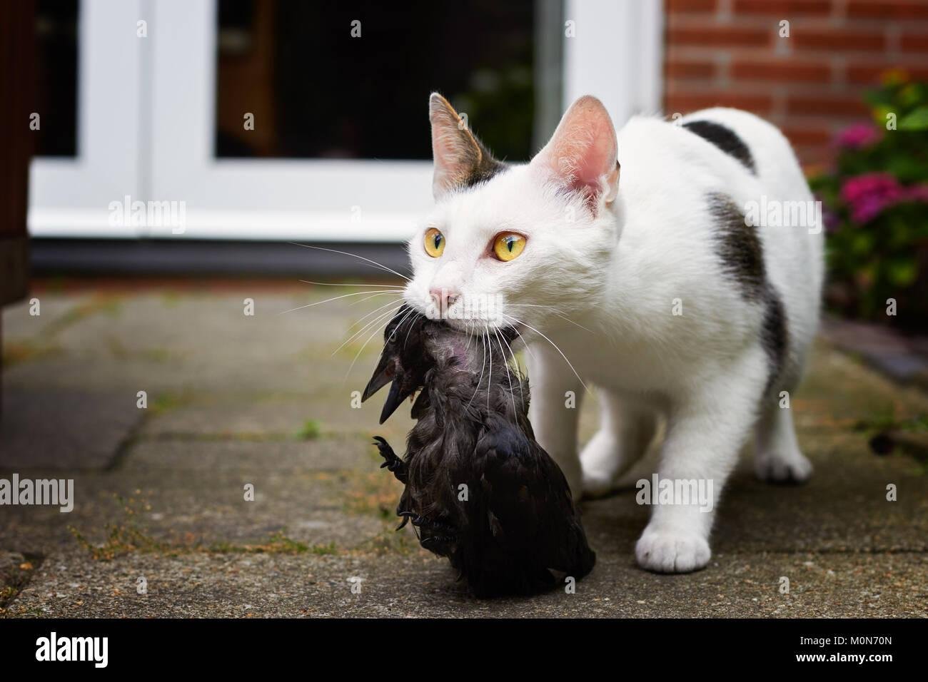 M0N70N - Dream About Cat Killing Bird – Decoding the Message