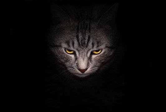 OfRs5n - Dream About Evil Cat – Symbolism and Significance
