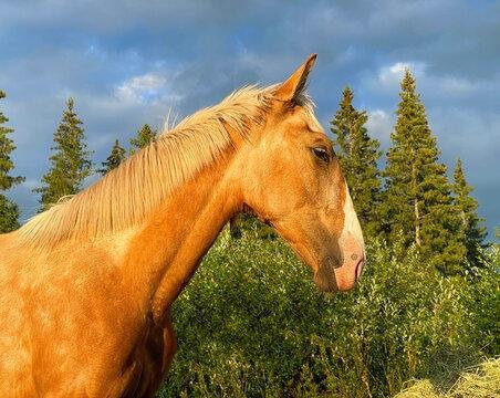 OmiPBZ - Dream About Yellow Horse – Analysis and Explanation