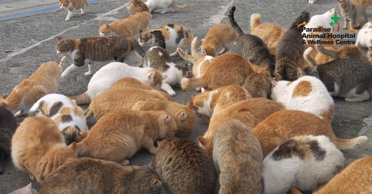 P2 - Dreams About Multiple Cats In Islam – What It Represents