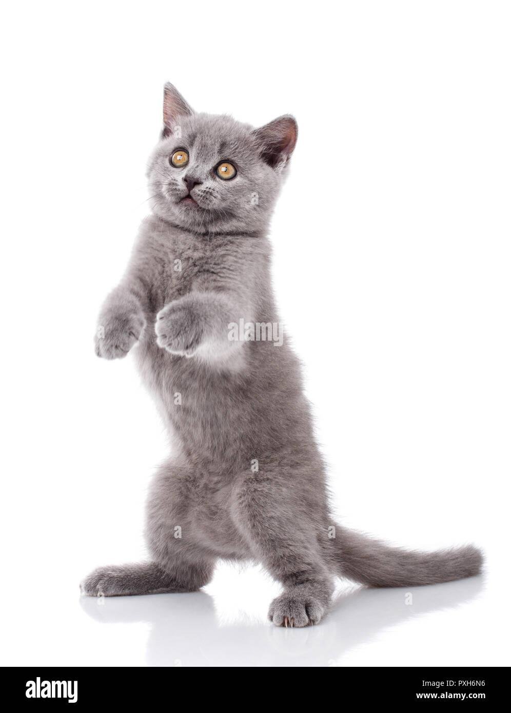 PXH6N6 - Dream About Cat Walking On Hind Legs – Causes and Interpretations