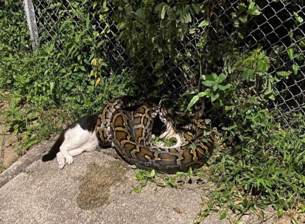 Photo1.jpg670b2f3d322ed - Dream About Snake Eating Cat – Causes and Interpretations