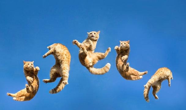 Qg9bSP.jpg67123b0b7c868 - Dream About Cat Jumping On Me – Exploring the Meaning