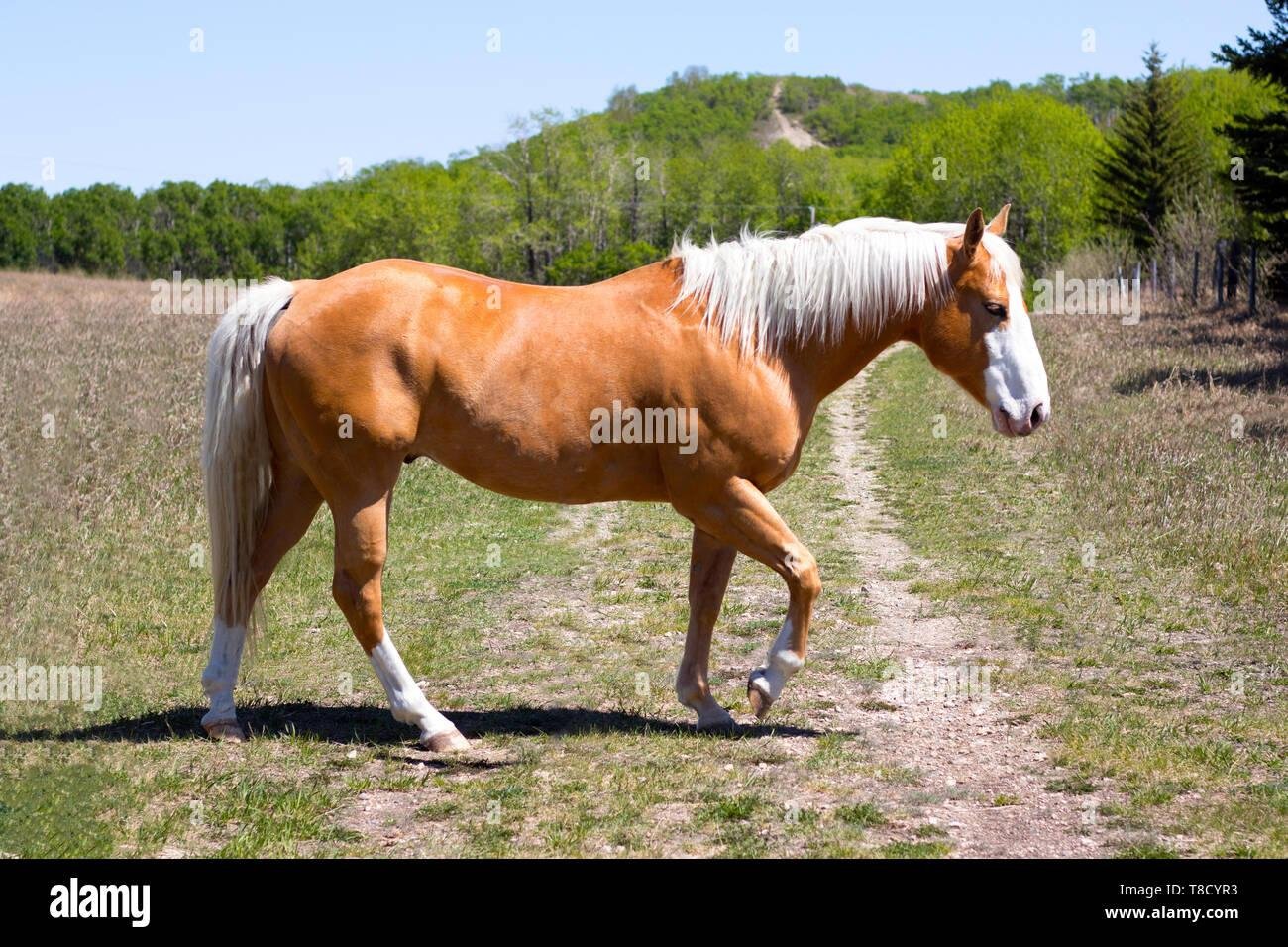 T8CYR3 - Dream About A Light Brown Horse – Symbolism and Significance