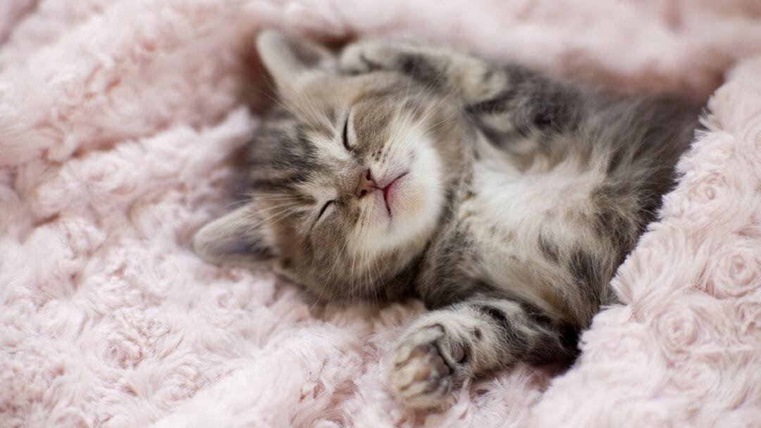 TEASER - Dream About A Newborn Cat – Spiritual and Psychological Insights