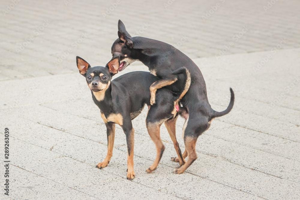 TcTebX - Dream About Dogs Mating – Analysis and Explanation