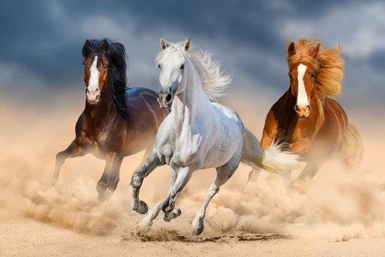 ZEEiZn - Dream About Horses Running – Understanding Its Implications