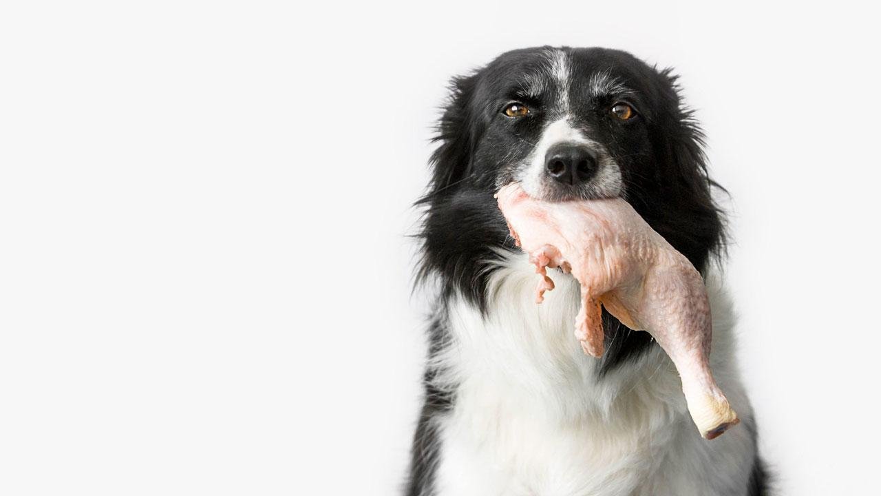 1280p - Dream About Dog Eating Meat – Decoding the Message