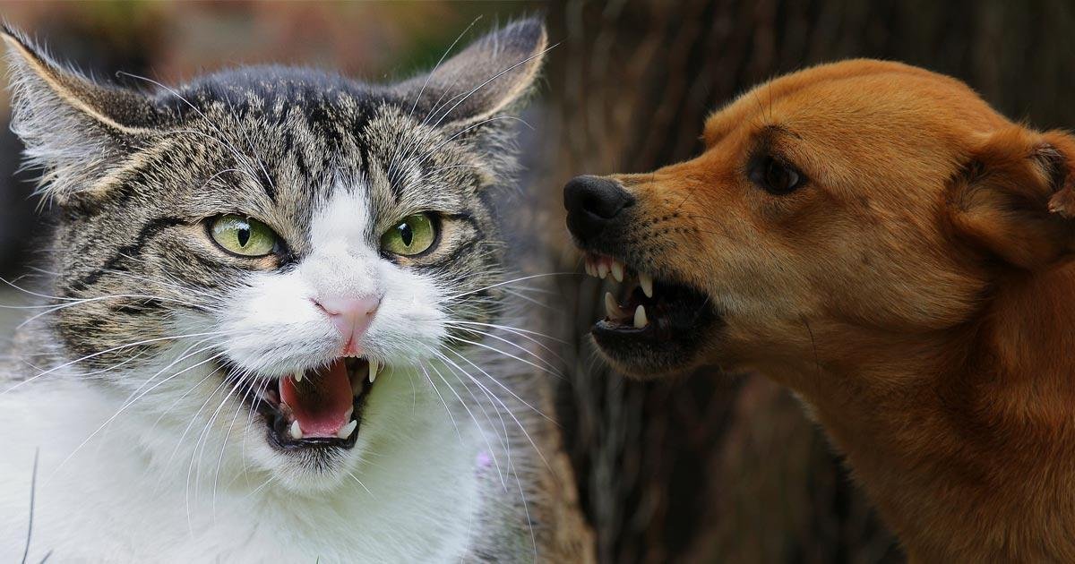 27Nov - Dream About Dog Attacking Cat – Spiritual and Psychological Insights