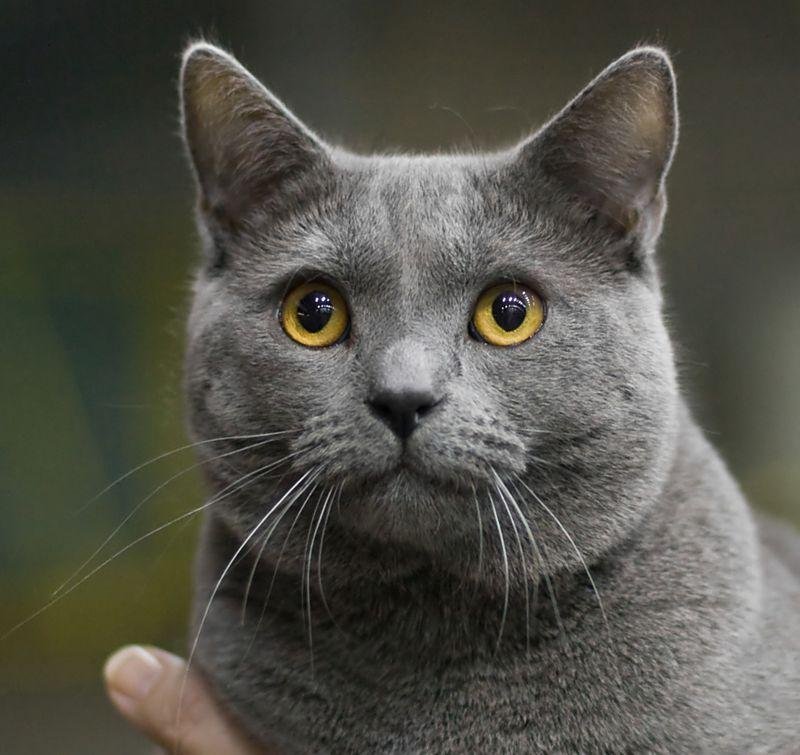 CACIB.jpg671338465081f - Dream About Gray Cat – Spiritual and Psychological Insights