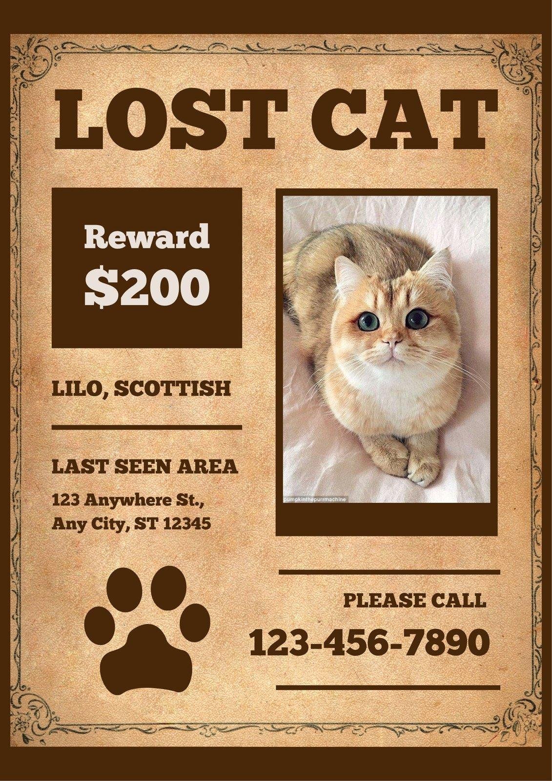 EIL2I - Dream About Lost Cat Coming Home – Analysis and Explanation