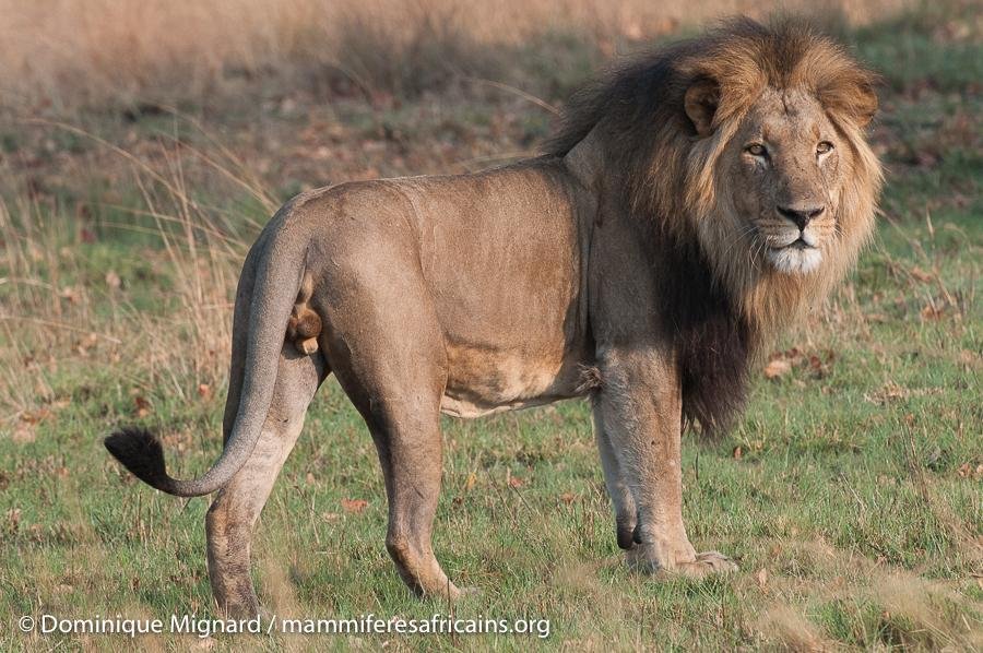 Liuwa - Dream About Lion In Backyard – What It Could Indicate