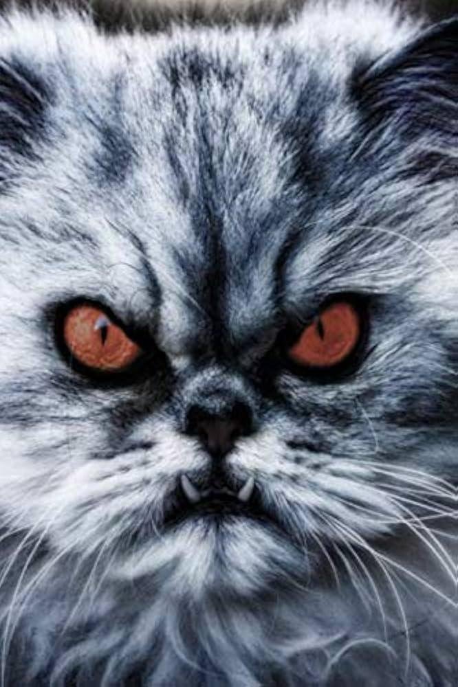 QL80 .jpg670d1933e0aa2 - Dream About Evil Cat – Symbolism and Significance