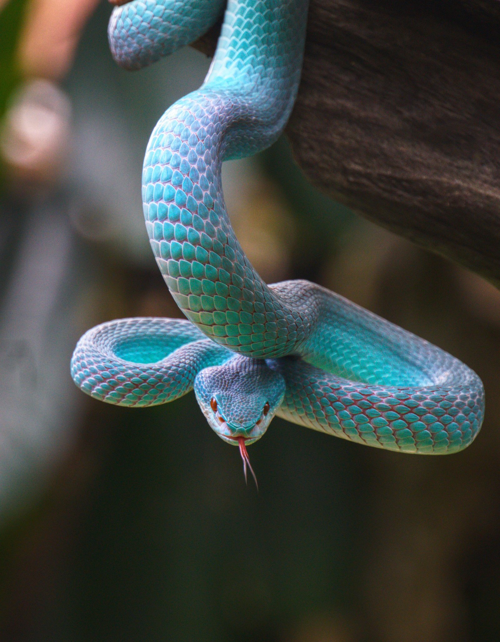 Snake.jpg67060653a204b - Dream About Killing A Blue Snake – What It Represents