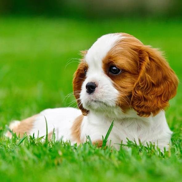 breed - Dream About Small Dog – Spiritual and Psychological Insights