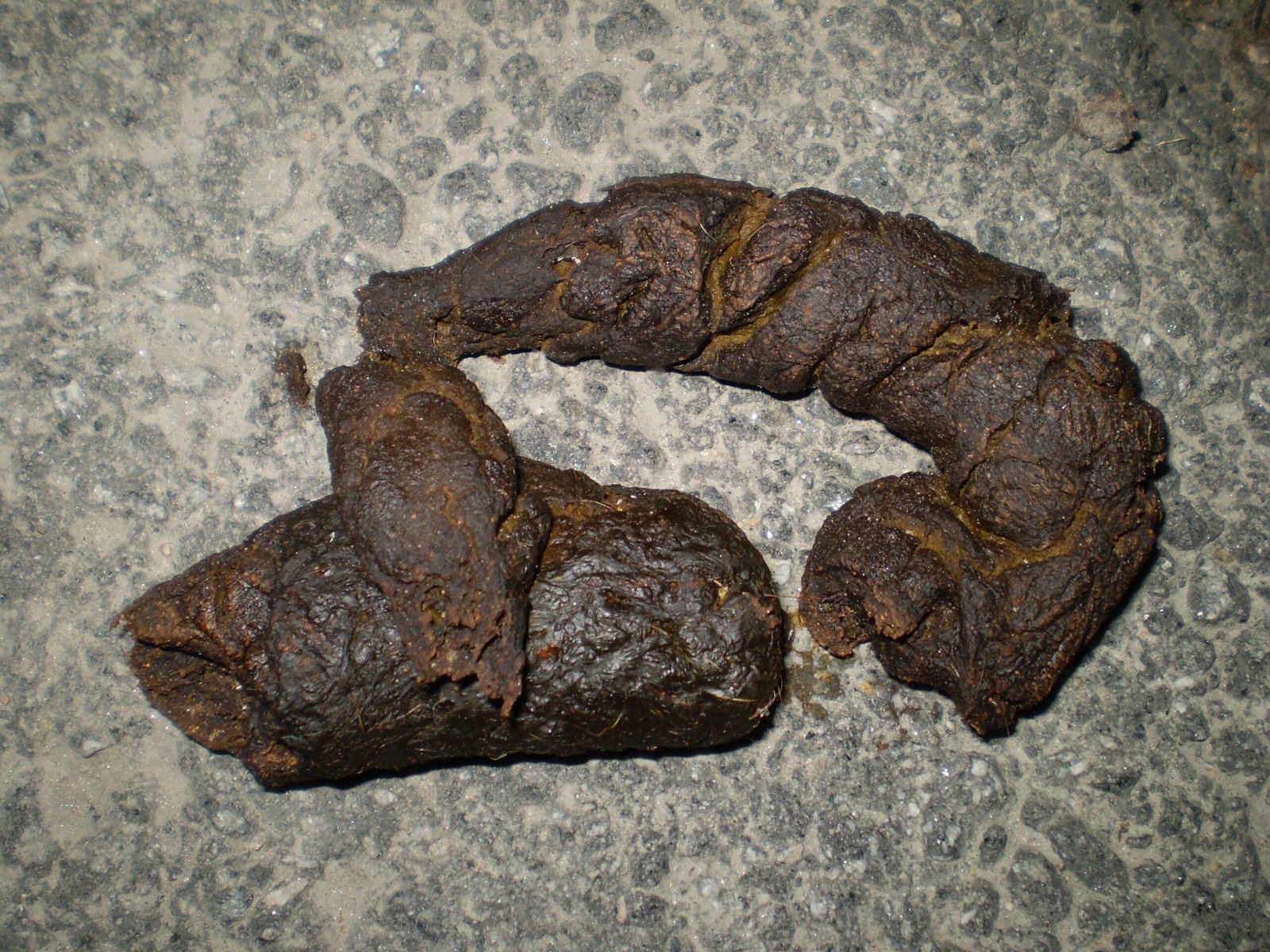 feces - Dream About Dog Feces – Exploring the Meaning