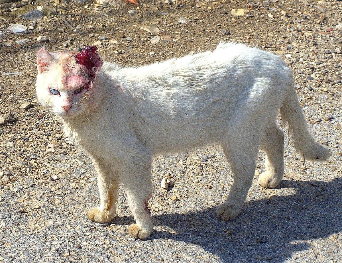 fight.jpg67135569dddff - Dream About Getting Bitten By A Cat – Symbolism and Significance