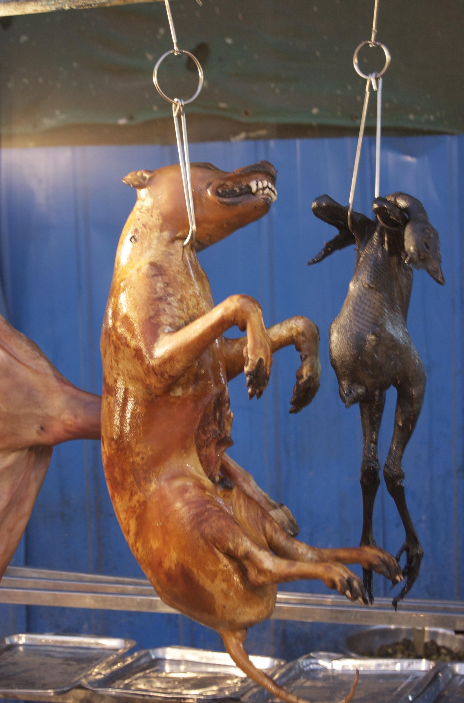 stick - Dream About Eating Dog – What It Could Indicate