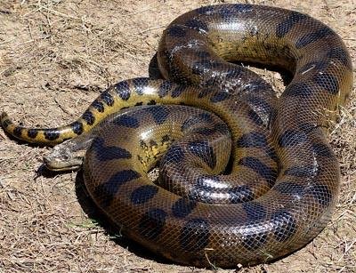 a dark.jpg67162bdbeef06 - Dream About Big Snake Islam – Understanding Its Implications